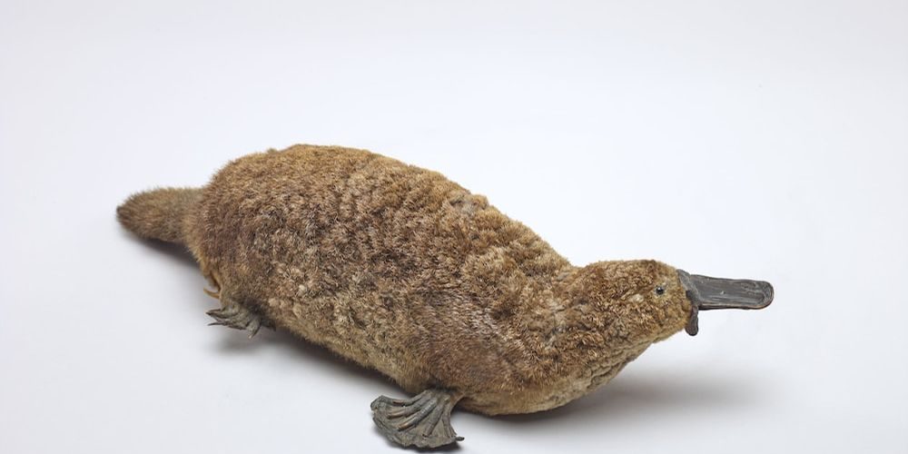 What Is a Taxidermy Animal Meaningful Spaces