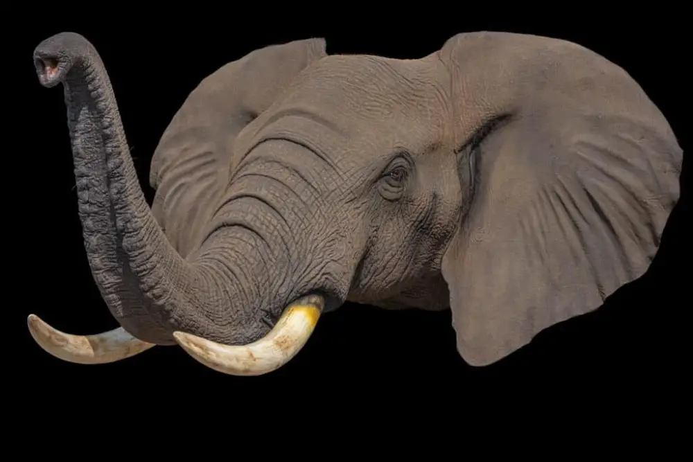 How Much Does It Cost to Taxidermy an Elephant Everything You Need to