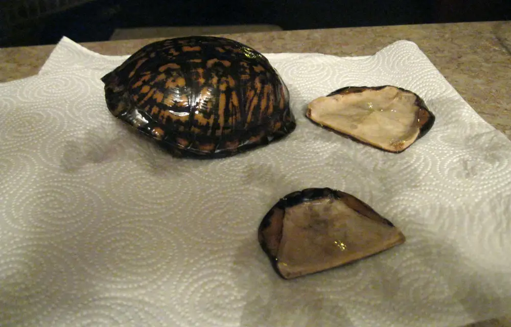 How to Taxidermy a Turtle Shell A StepbyStep Guide to Preserving